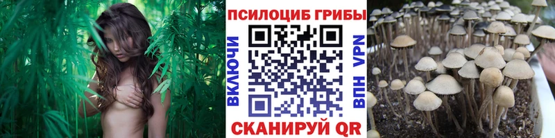 Галлюциногенные грибы Psilocybe  Кедровый 
